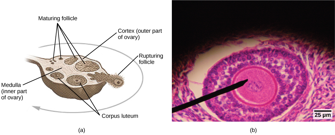 The figure shows a cross section of a human ovary, and depicts a maturing follicle that ruptures, leaving behind a corpus luteum.