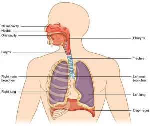 This image labels all structures and organs of the respiratory system starting from the mouth and nose down to the diaphragm in a cartoon rendition.