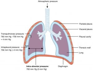 This diagram shows an anatomical drawing of the trachea, primary and secondary bronchioles, and the lungs. Parietal pleura, visceral pleura, pleural cavity, and thoracic wall are labelled accordingly. The pleural pressure is depicted as being inside the pleural cavity. The alveolar pressure is depicted as being inside the lungs.