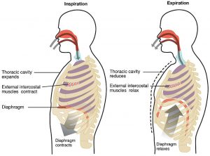 This image shows a sagittal view of the torso and up of a person. It shows the rib cage, lungs and diaphragm and arrows to indicate how the diaphragm moves during inspiration and expiration.