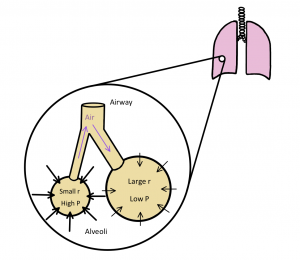 The image depicts one smaller sized alveoli having a small radius leading to a larger pressure in accordance to Boyle's Law. There is also a larger alveoli which therefore has a large r and small pressure.