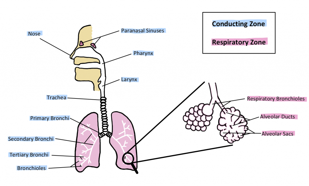 Anatomy Of The Respiratory Tract – Human Physiology