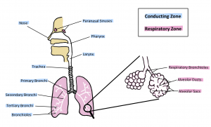 This diagram visually demonstrates the anatomical structures within the respiratory and conducting zones. The conducting zones are marked in blue, while the respiratory zones are marked in pink.