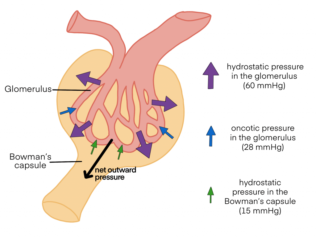 Glomerular Filtration Human Physiology