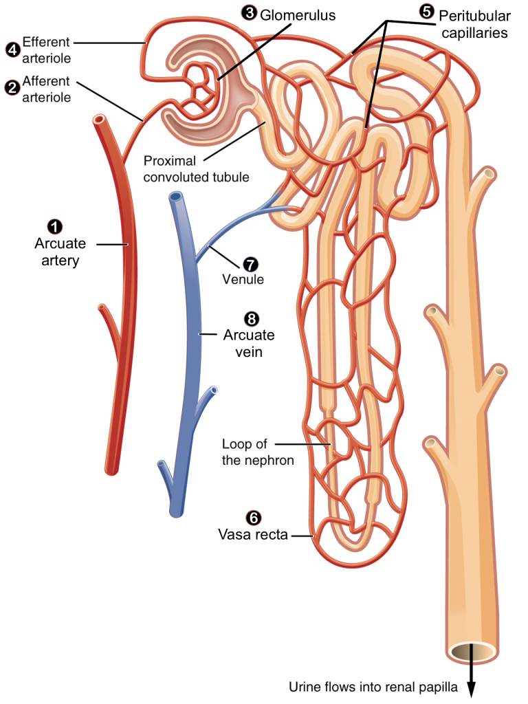 The pathway of blood flow in the kidney starts at the arcuate artery, then flows into the afferent arteriole which carries blood into the Glomerulus. The efferent arteriole carries blood out of the glomerulus and takes blood into the peritubular capillaries which extend downwards with the loop of the nephron to carry blood to the vasa recta. From the vasa recta, blood exits the nephron by the venule which turns into the arcuate vein.