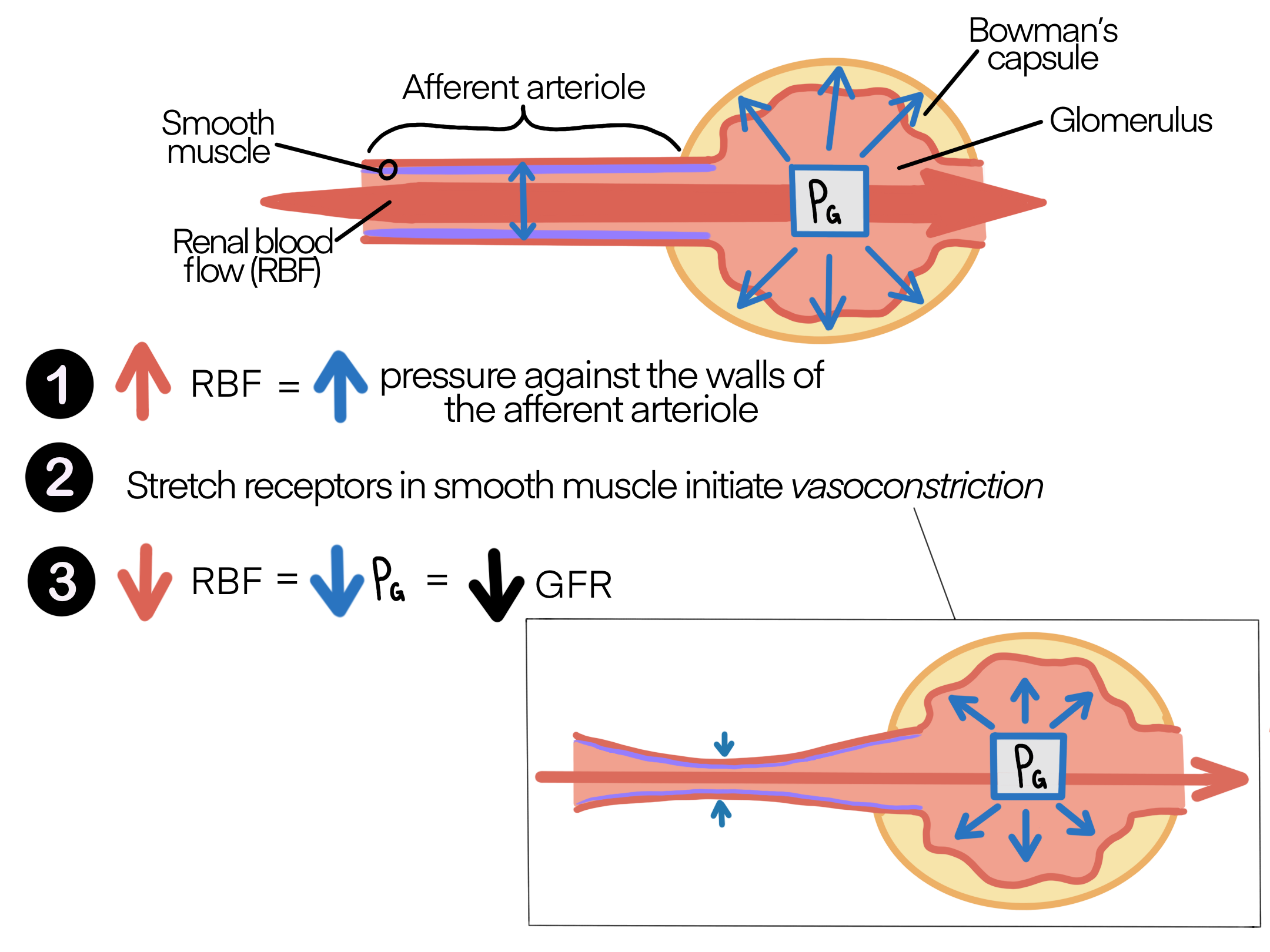 When renal blood flow increases, this will increase pressure against the walls of the afferent arteriole. This will activate stretch receptors in the smooth muscle to initiate vasoconstriction which will decrease renal blood flow, decrease pressure in the glomerulus and decrease GFR. This is known as the myogenic response.