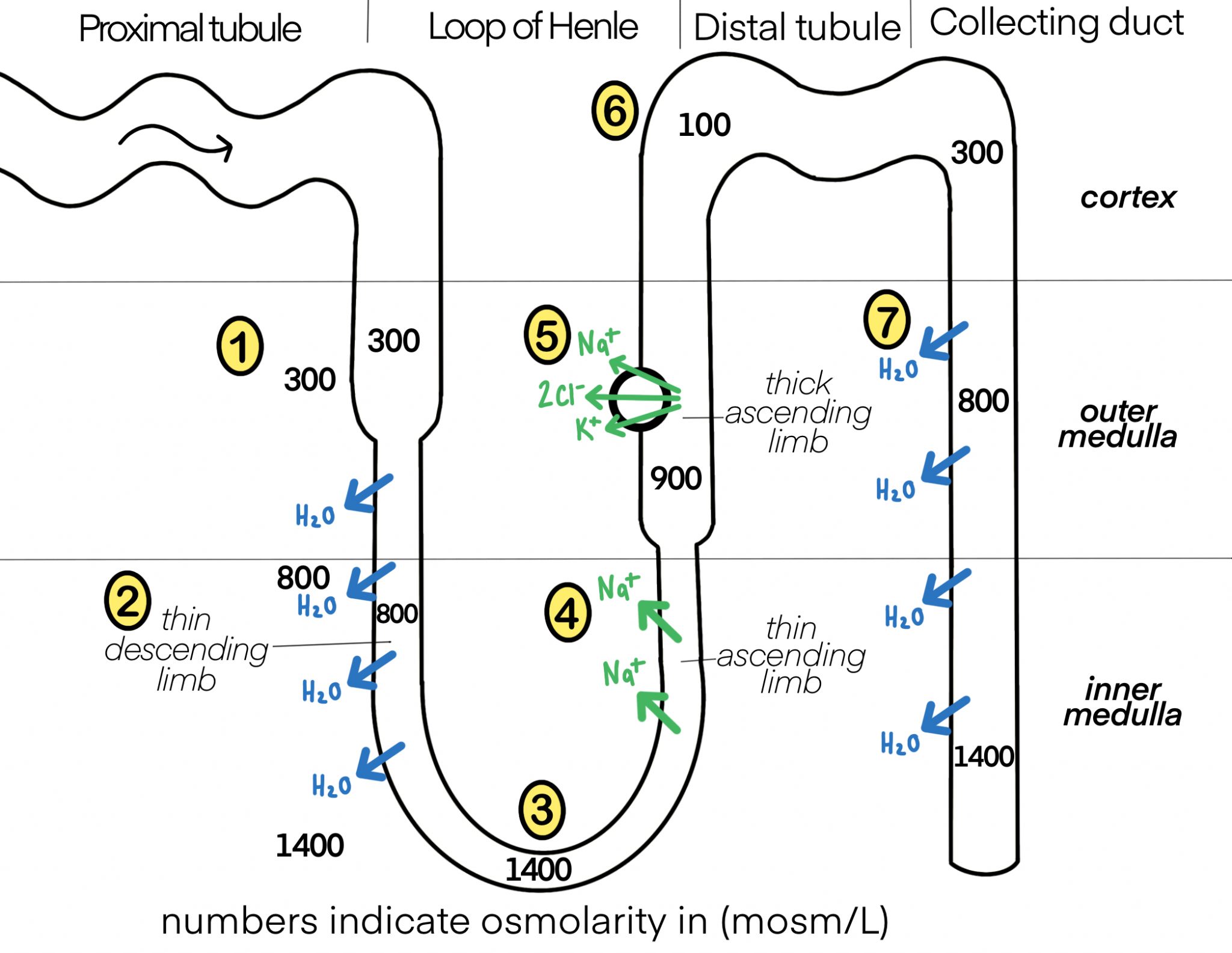 Tubular Reabsorption Human Physiology