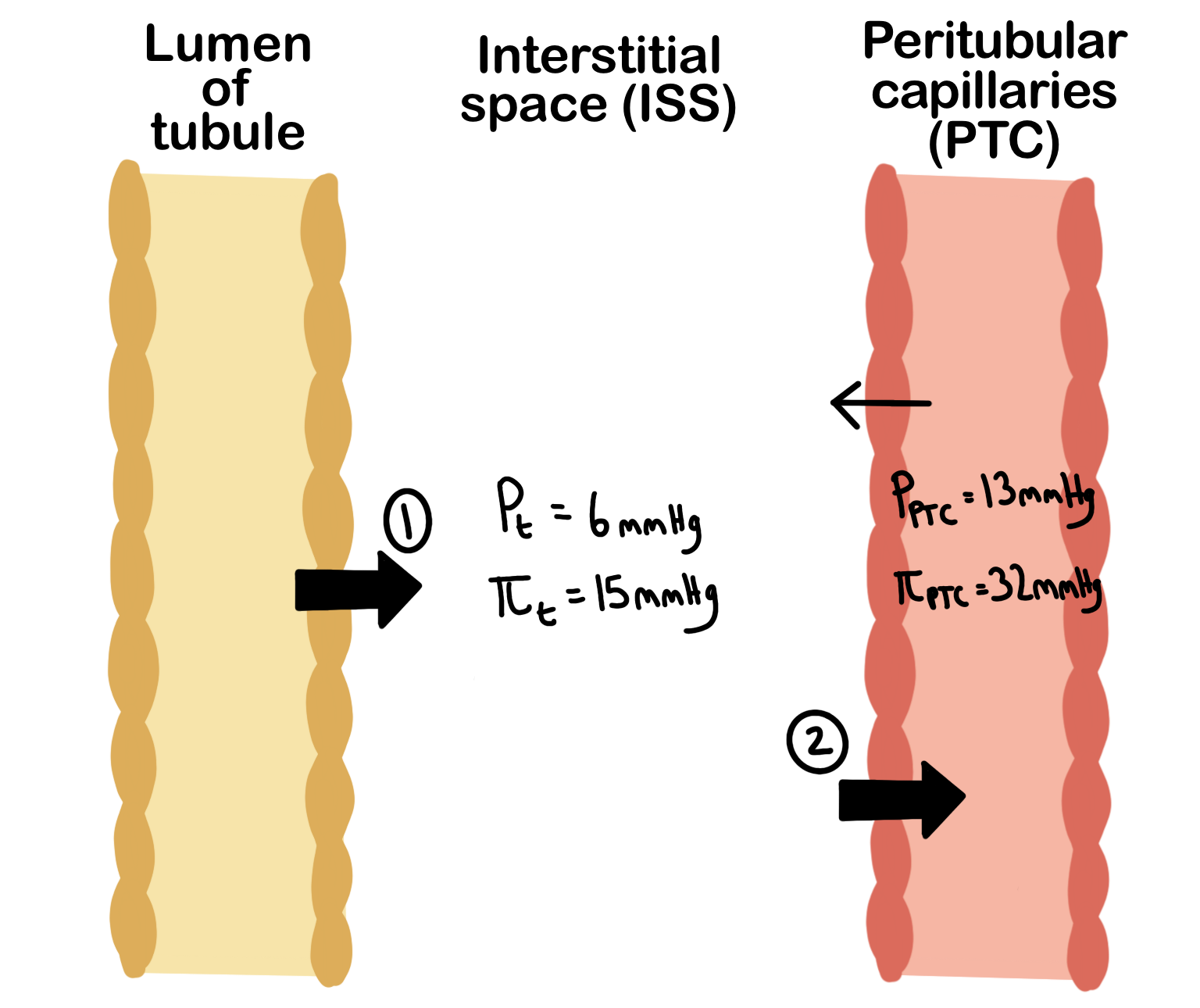 tubular-reabsorption-human-physiology