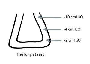 A diagram depicting the lung and pressure differences across it. At the top of the lung, there is a pressure of -10 cmH2O. In the middle there is a pressure of -4 cmH2O. At the bottom of the lung there is a pressure of -2 cmH2O. These pressures apply to the lung at rest.