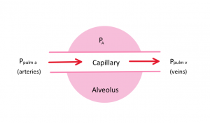 Diagram of the alveolus and flow passing through it. The pressure of the alveolus is denoted as PA, pressure of the arteries is denoted as P pulma, and pressure of the veins is denoted as P pulmv. Flow through the alveolus is happening through a vessel called a capillary, where arterial flow enters and venule flow exits.