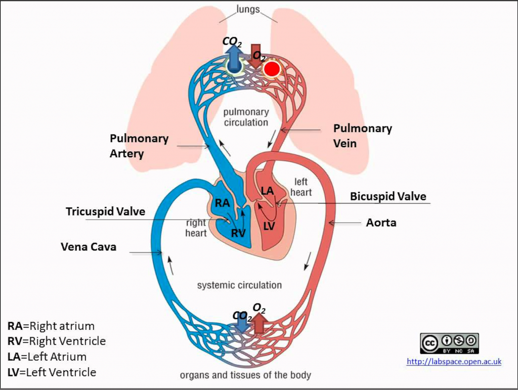 Heart Anatomy & Circulatory System Blood Flow – Human Physiology