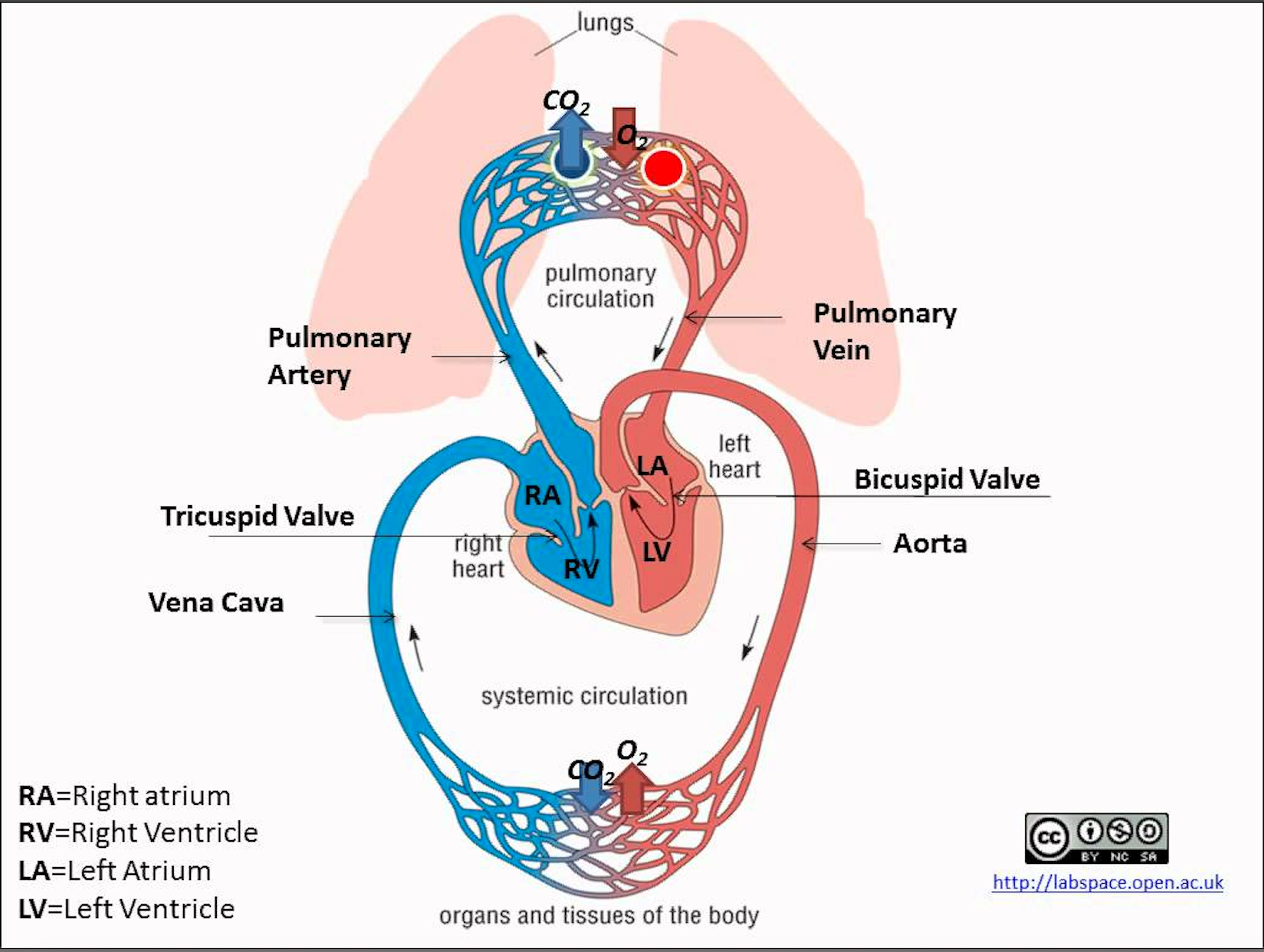 A more detailed schematic of the blood flow in the heart and circulatory system. Key anatomical structures are labeled, such as; the four chambers of the heart, the tricuspid valve, bicuspid valve, aorta, and vena cava. The oxygenated status of the blood in circulation is shown with emphasis on the gas exchange occurring in the pulmonary and systemic capillary beds. In the pulmonary capillaries, oxygen is brought into the blood while carbon dioxide is removed. In direct contrast, oxygen is taken from the blood, and carbon dioxide is added in the systemic capillaries.