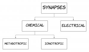Diagram of how synapses can be broken into two types, chemical and electrical. Chemical synapses an be further broken down into metabolic and ionotropic.