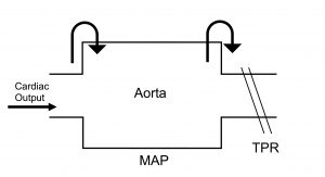 Simplified illustration of the aortic compartment. Blood flow into the aorta is represented as cardiac output leaving the heart, while the resistance arterioles are located at the exit of the compartment.