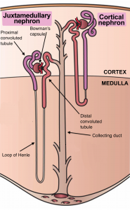 A juxtamedullary nephron has a proximal convulted tubule and Bowman's capsule in the cortex of the kidney but has a Loop of Henle that extends down into the medullary space. However, cortical nephron has all three of the components within the cortex.