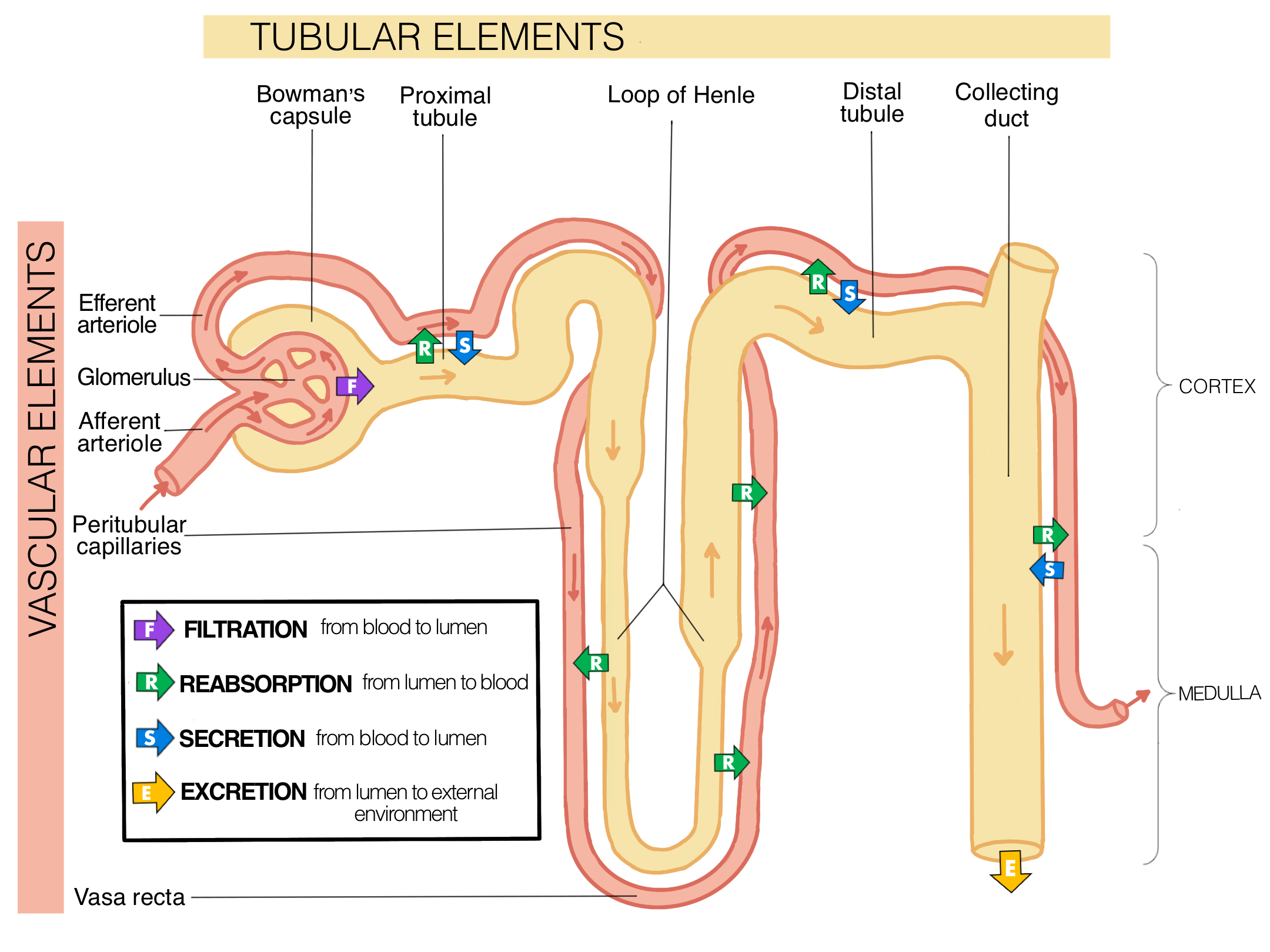 Filtration in the nephron occurs from the blood in the glomerulus into the lumen of the tubule at the Bowman’s capsule. Reabsorption of substances occurs from the lumen of the tubule into the blood and this occurs at the proximal tubule, loop of henle, distal tubule and collecting duct. Secretion is the movement of substances from the blood into the lumen of the tubule to be excreted and this occurs at the proximal tubule, distal tubule and collecting duct. Excretion is the movement of substances from the lumen of the tubule to the external environment and this occurs at the end of the collecting duct.