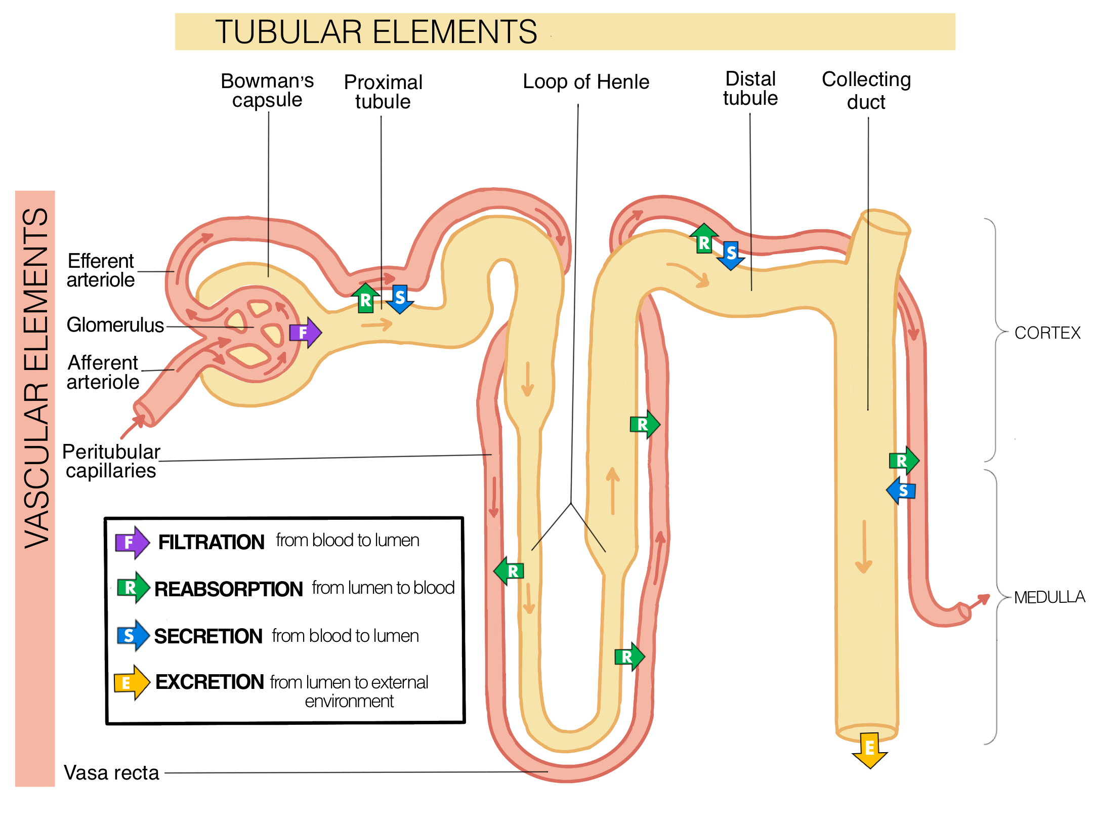 nephron-reabsorption-diagram