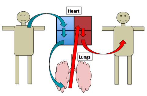 A diagram depicting blood flow throughout the pulmonary circulation. The oxygenated status of the blood is emphasized in this diagram. Deoxygenated blood is seen to exit the right heart, where it travels to the lungs. As the blood crosses the lungs, it becomes oxygenated due to the gas exchange in the pulmonary capillary beds. This oxygenated blood is shown to flow from the lungs back to the left heart.