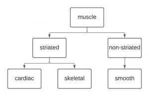 Diagram showing that muscle can be broken down into striated and non-striated. Smooth muscle is non-striated muscle. Striated muscle can be further broken down into cardiac and skeletal muscle.