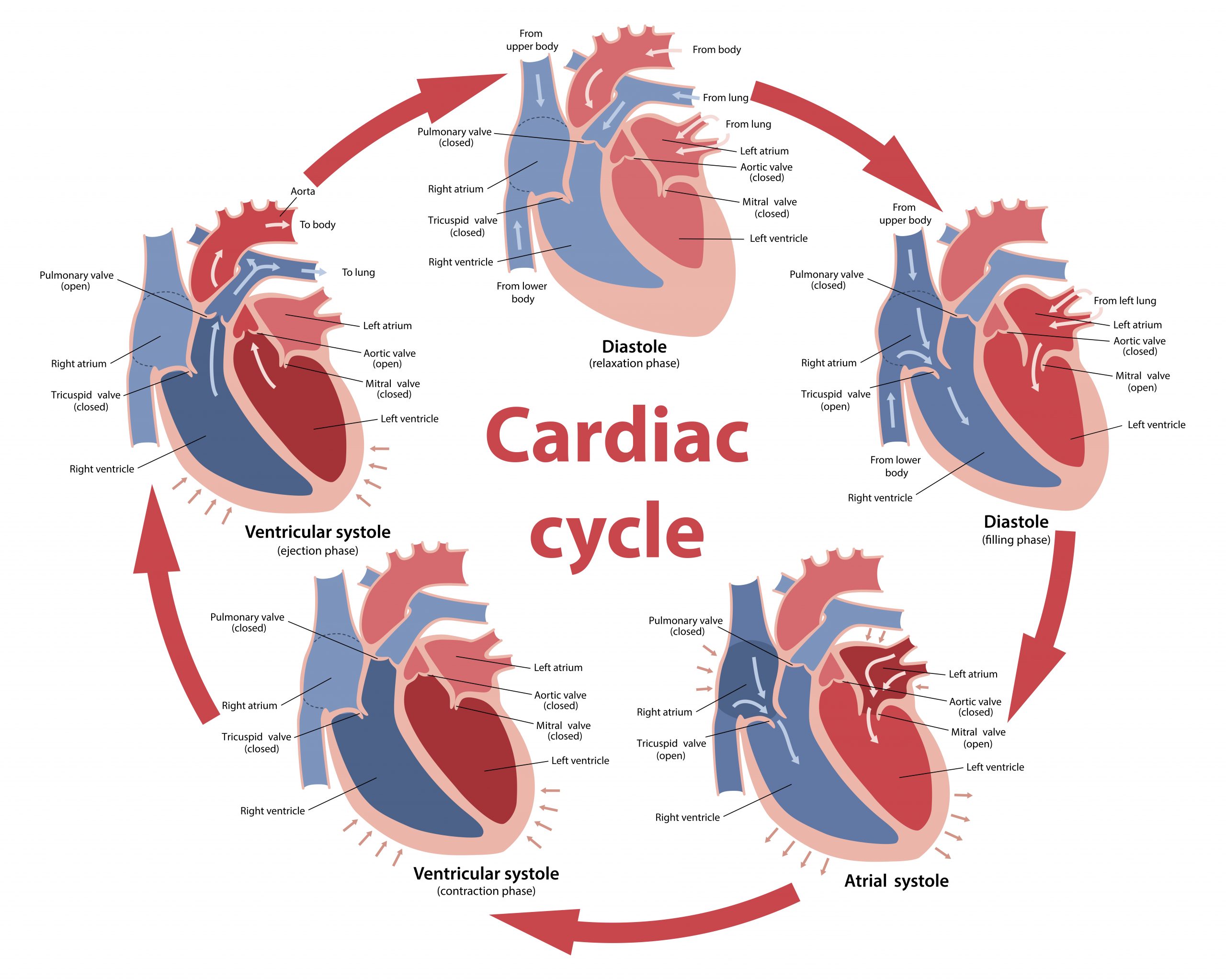 19 3 Cardiac Cycle Anatomy Physiology Cardiac Cycle C - vrogue.co