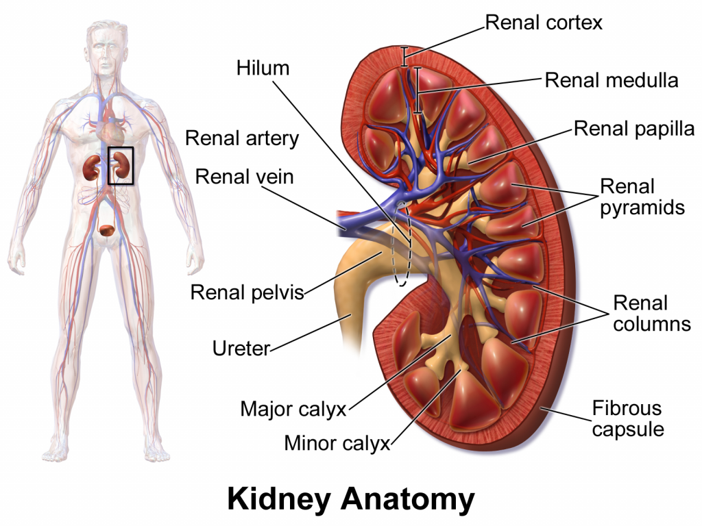 Diagram of the kidney showing renal cortex, renal medulla, renal papilla, renal pyramids, renal columns, hilum, renal artery and vein, renal pelvis, ureter, major calyx and minor calyx. There is also image showing where the kidneys are located in the male body.