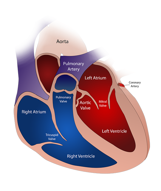 A diagram of the structure of the heart. Simple labeling is used to identify the right and left ventricle, atria, and valves. Deoxygenated blood is seen in the right heart, while oxygenated blood is seen in the left heart.