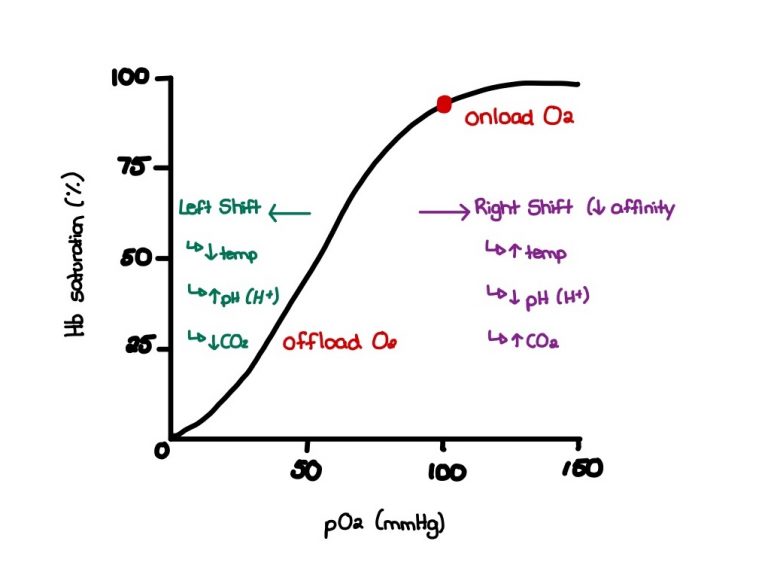 Gas Exchange and Transport – Human Physiology