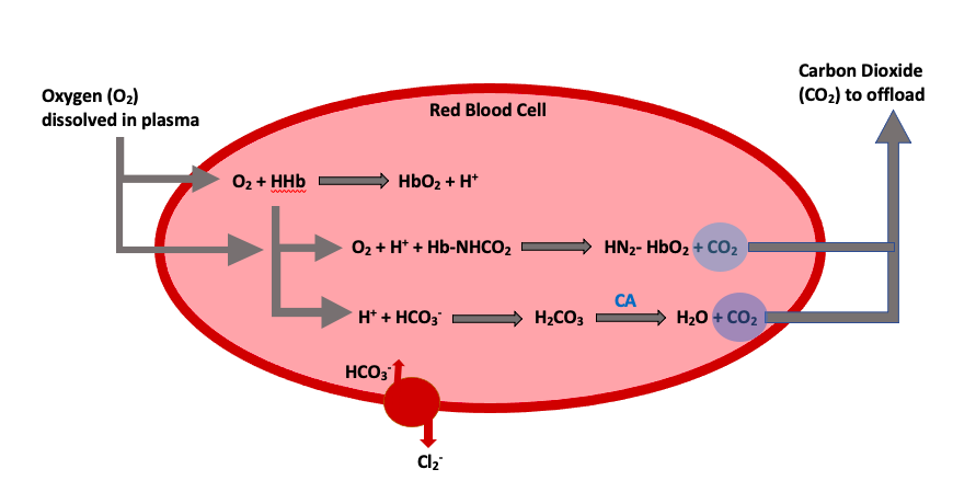 Illustration of the mechanisms of gas exchange at the lung. The image shows how hemoglobin is bound to carbon dioxide via the help of carbonic anhydrase and then becomes bicarb which dissociates back into the blood.