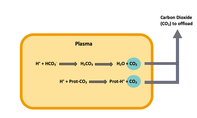 Illustration of the mechanisms of gas exchange at the lung. The image shows how plasma proteins and bicarbonate are bound to carbon dioxide and how CO2 becomes bound through hydrogen ion replacement.