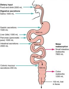 The image indicates where and how much gastric secretion and water absorption occurs along the digestive tract.