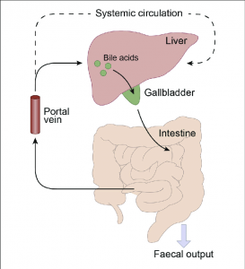 Visual representation of the enterohepatic circulation.