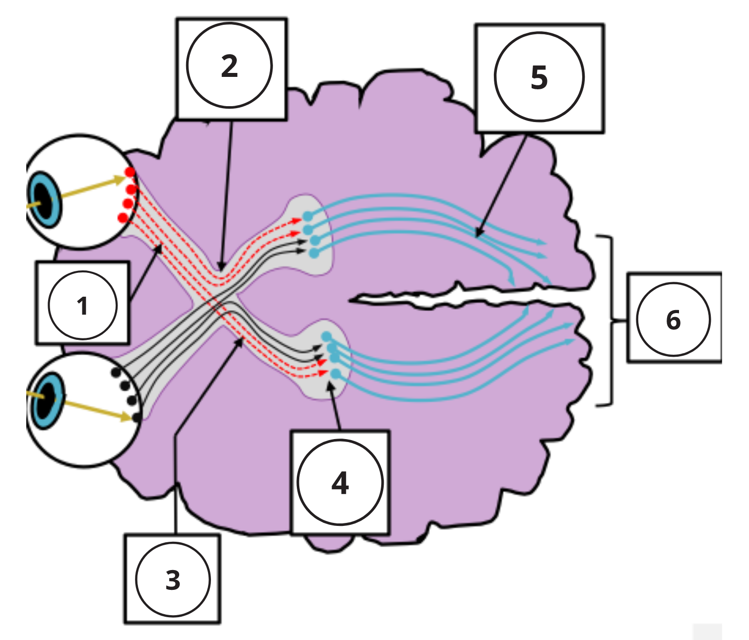 Number 1: A collection of neurons travelling from the back of the eye towards the LGN. Number 2: the point where the optic nerves from each eye cross. Number 3: the signals travelling to the left LGN distal to the crossing of the optic nerves. Number 4: the structure that receives signals from the left side of both retinae. Number 5: neurons travelling to this location to first be perceived. Number 6: the lobe of brain that is the most posterior and processes visual information.