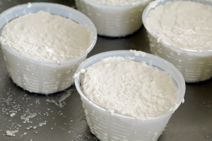 A picture of ricotta in baskets. Ricotta is an example of a heat-acid precipitated cheese.