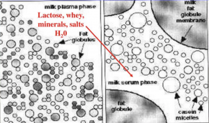 A microscopic view of the composition of milk in the milk plasma phase and milk serum phase.