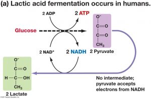 glucose to lactate