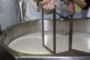 A person doing manual cutting of the curd.
