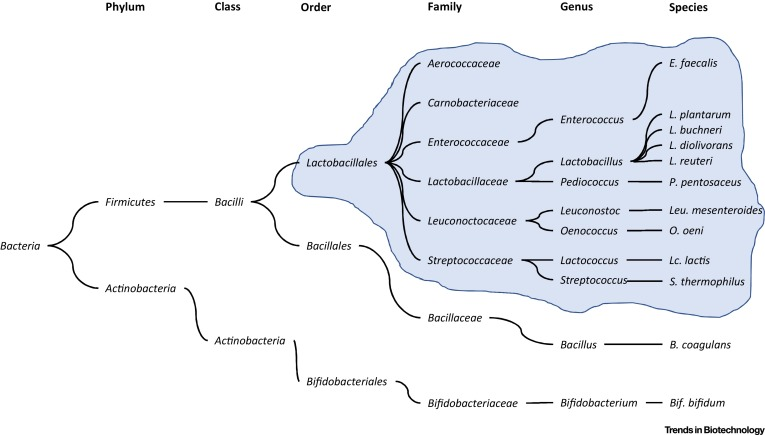 Family tree of LAB staring with Bacteria and ending on ddiffernt species