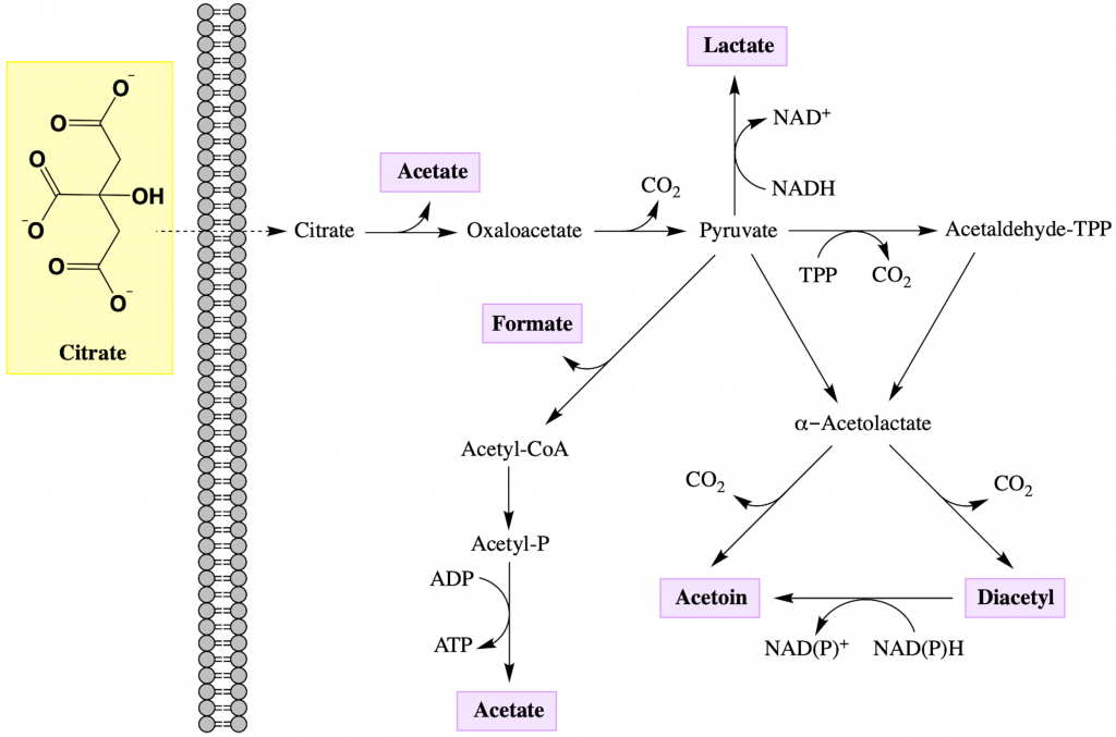 Schematic representation of citrate fermentation. Products formed include acetate, lactate, formate, acetoin and diacetyl.