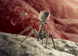 Image of a single bacteriophage