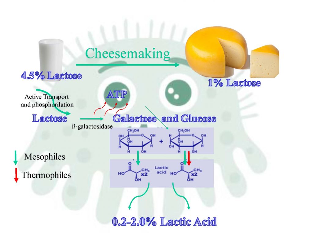 Diagram of the production of lactic acid by starter lactic acid bacteria during cheesemaking process