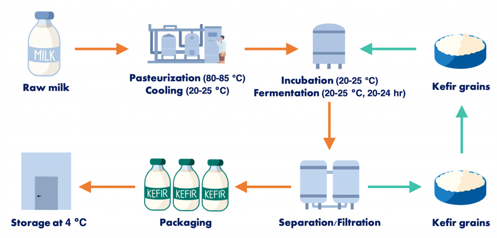 Diagram showing the steps of kefir production. Milk is pasteurized and cooled, kefir grains are added to start fermentation, kefir grains are removed through separation or filtration, kefir beverage is packaged and then stored at 4 degrees celsius