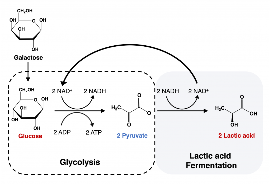 Schematic representation of glycolysis followed by lactic acid fermentation. Two molecules of lactic acid are formed from one glucose molecule.