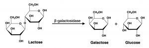 Schematic representation of lactose breakdown into galactose and glucose by the enzyme beta galactosidase