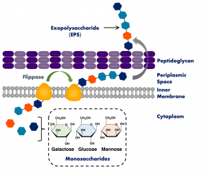 Diagram showing the synthesis of an exopolysaccharide within bacterial cell, and its transport onto the cell surface