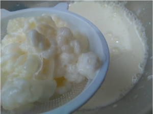 Image of kefir grains