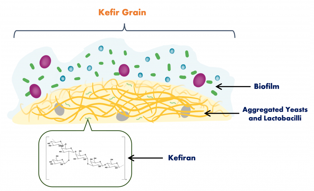 Diagram showing the composition of kefir grains, which consists of a biofilm, aggregated yeasts and lactobacilli, and kefiran