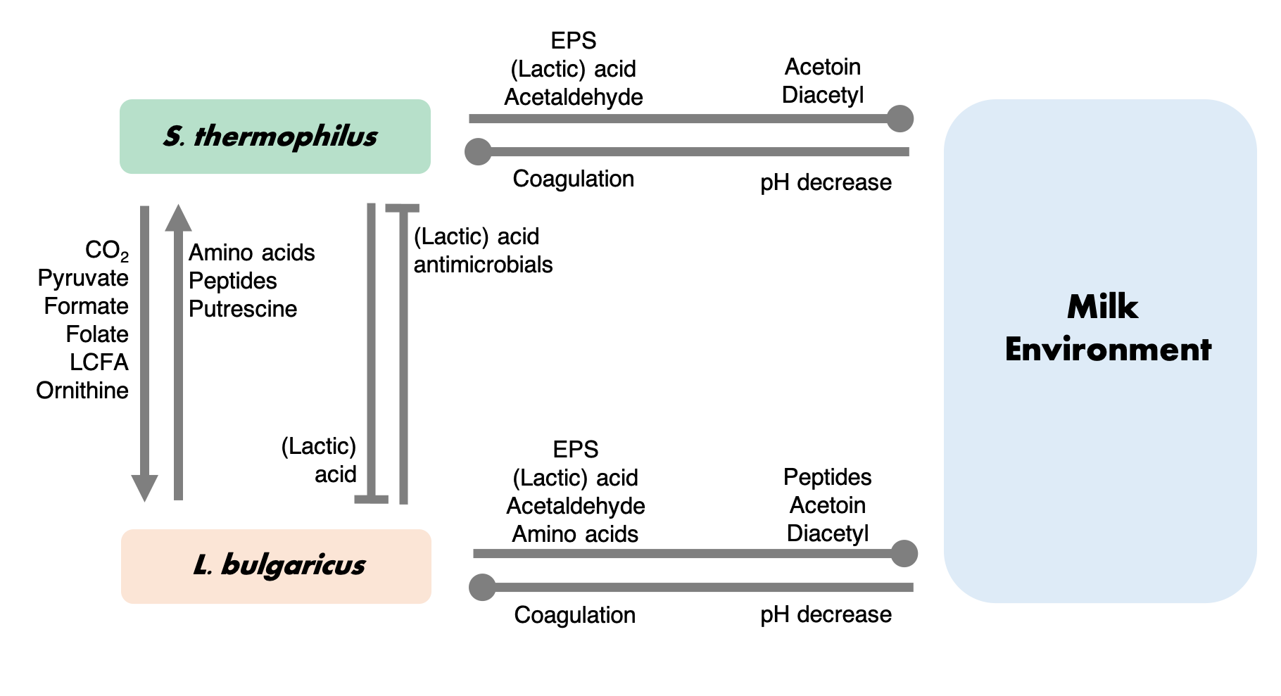 Diagram showing the chemical changes in milk due to interactions between streptococcus thermophiles and lactobacillus bulgaricus