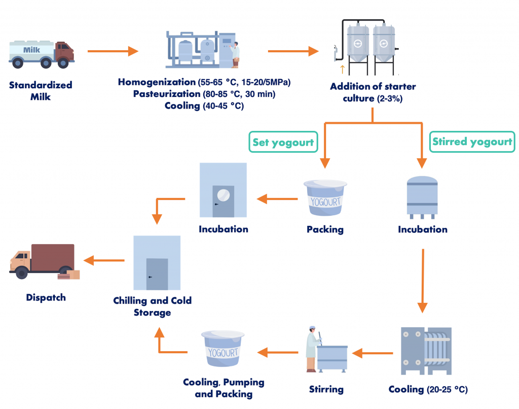 Diagram illustrating the production of yogourt. Steps include: homogenization, pasteurization and cooling of milk, then addition of starter culture. Set yogourts are packed, incubated, chilled in cold storage and then dispatched. Stirred yogourts are incubated, cooled, stirred, packed, chilled in cold storage and then dispatched.