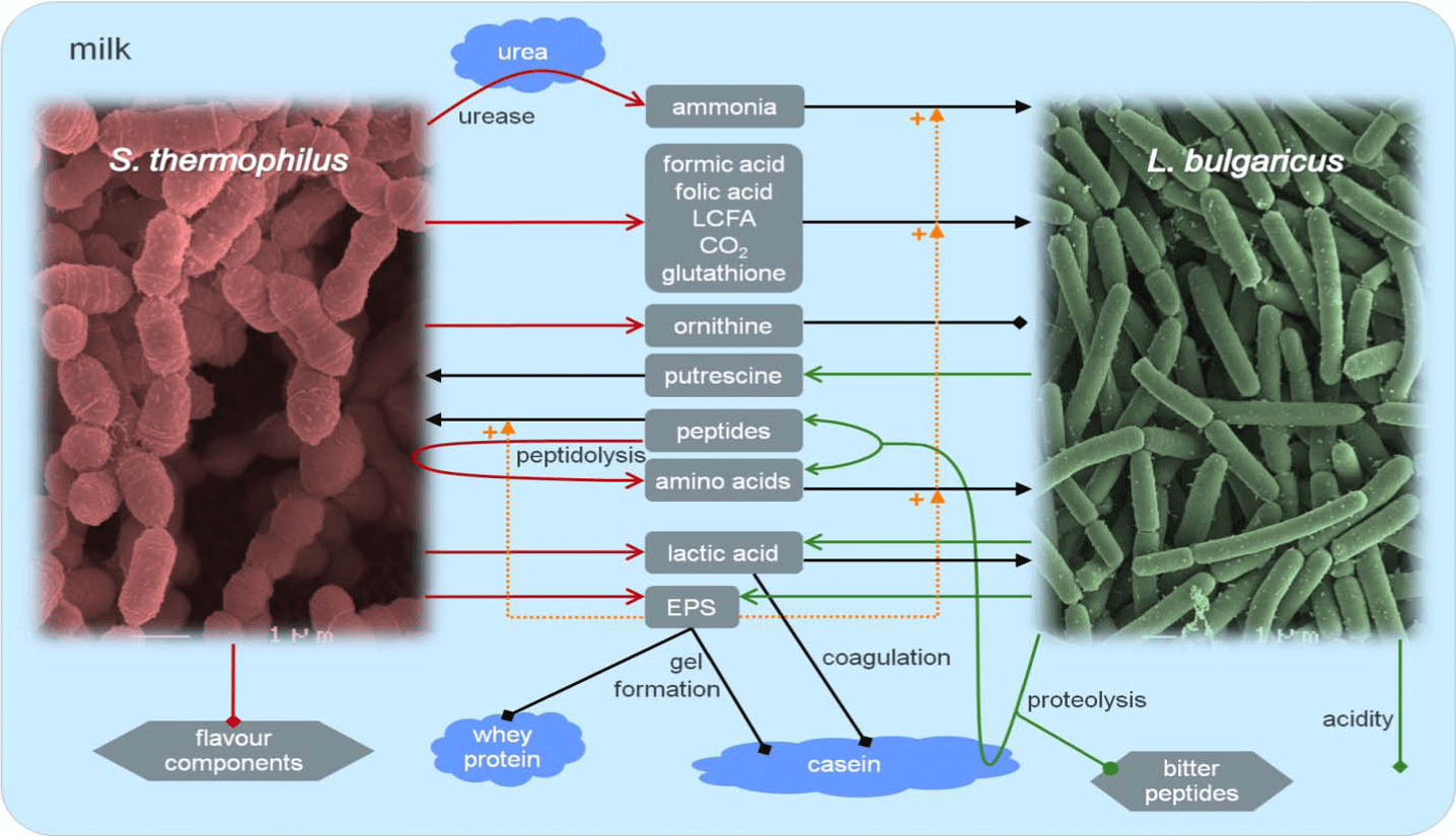 A diagram explaining the paragraph above