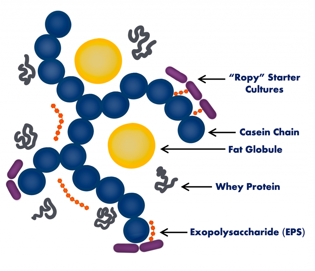 Diagram showing a representation of the yogourt microstructure, which consists of ropy starter cultures, casein chains, fat globules, whey proteins and exopolysaccharides